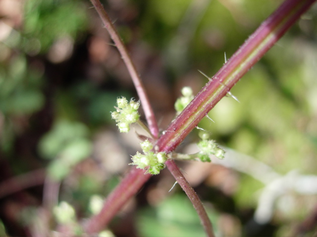 Urtica chamaedryoides